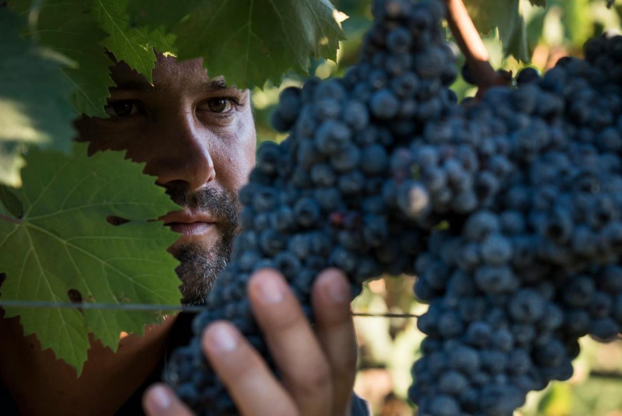Is Cheas Wine Farm Boutique Hotel San Vero Milis Eksteriør bilde